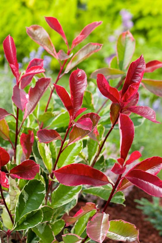 Photinia fraseri 'Pink Marble'