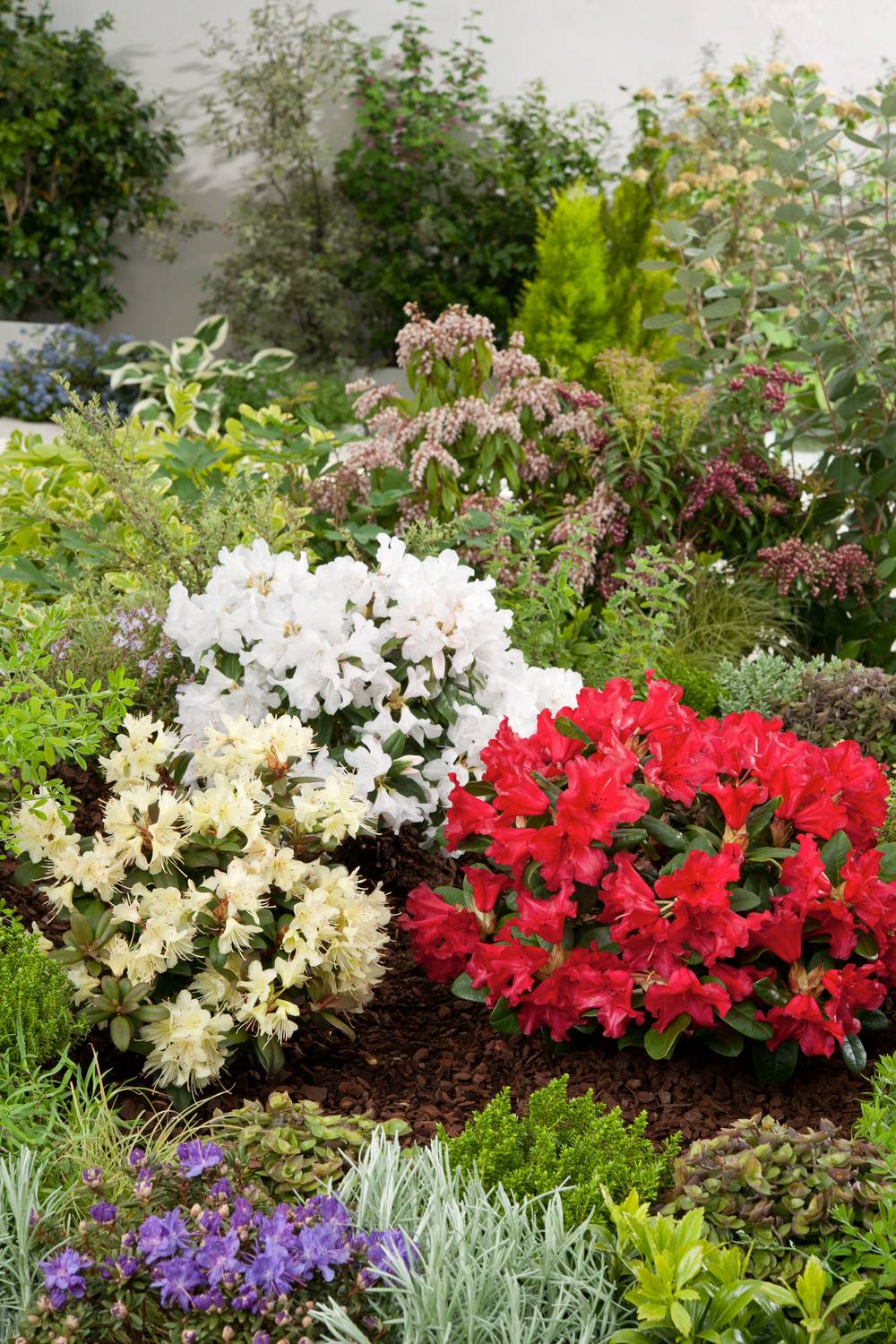 Azalea japonica assorti - Azalée du Japon