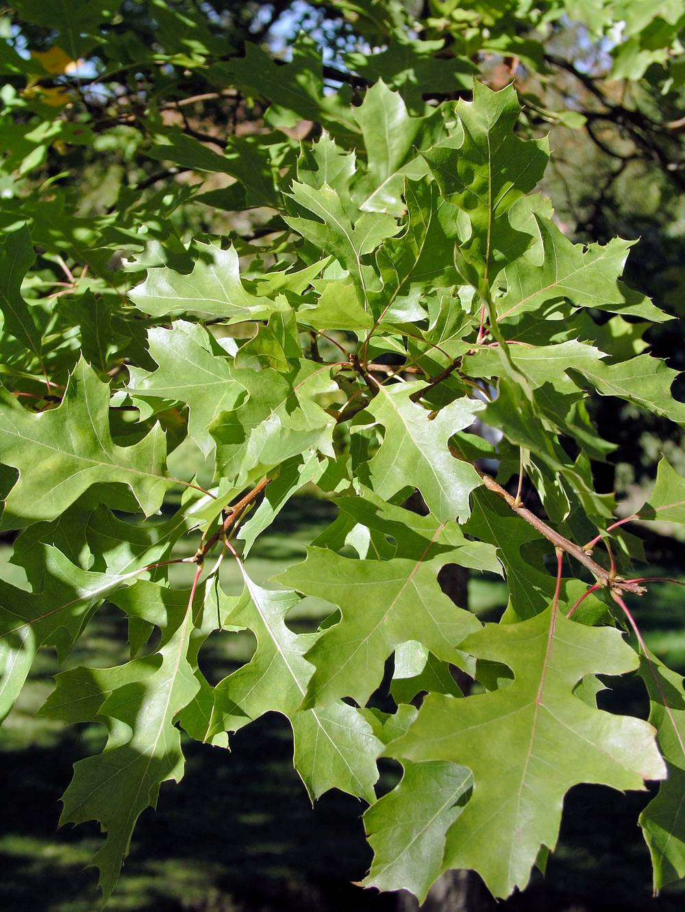Quercus palustris - Chêne des marais