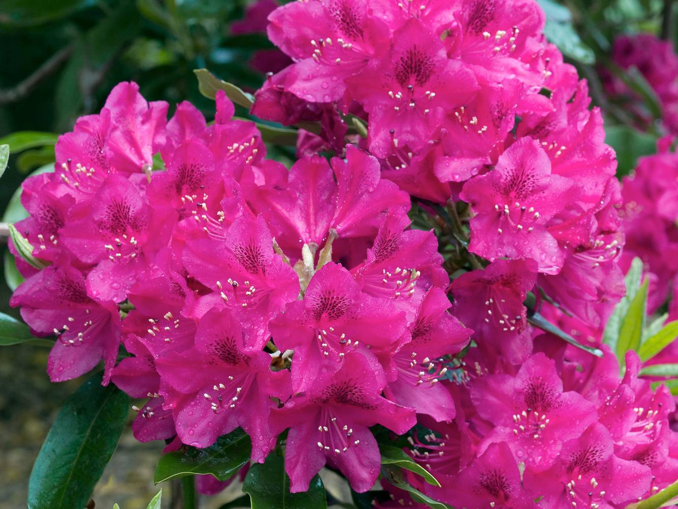 Rhododendron hybride 'Nova Zembla'