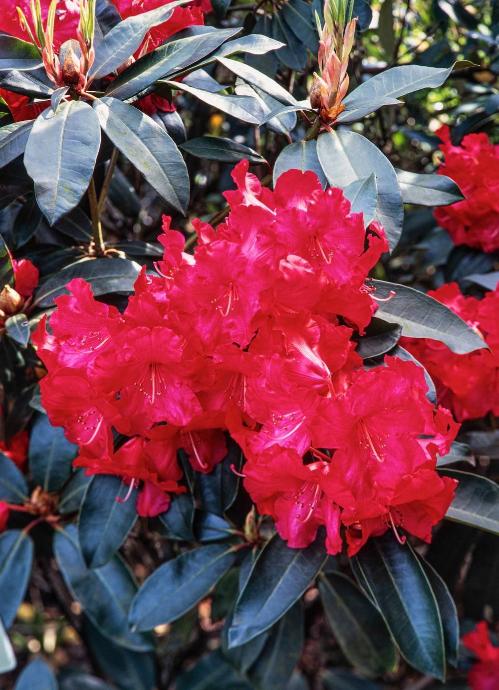 Rhododendron hybride 'Halfdan Lem'