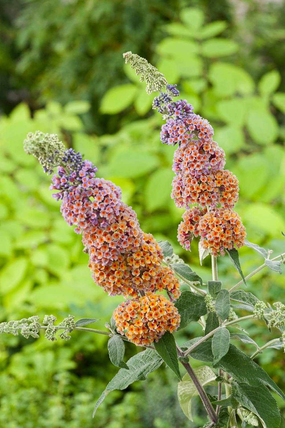 Arbre aux papillons Flower Power - Buddleia