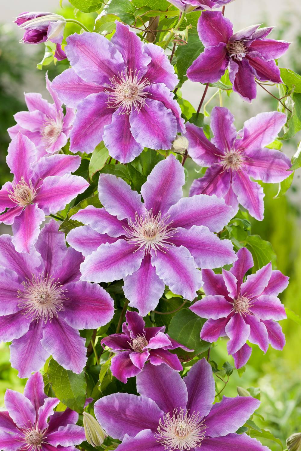 Clématite 'Doctor Ruppel' - Clematis