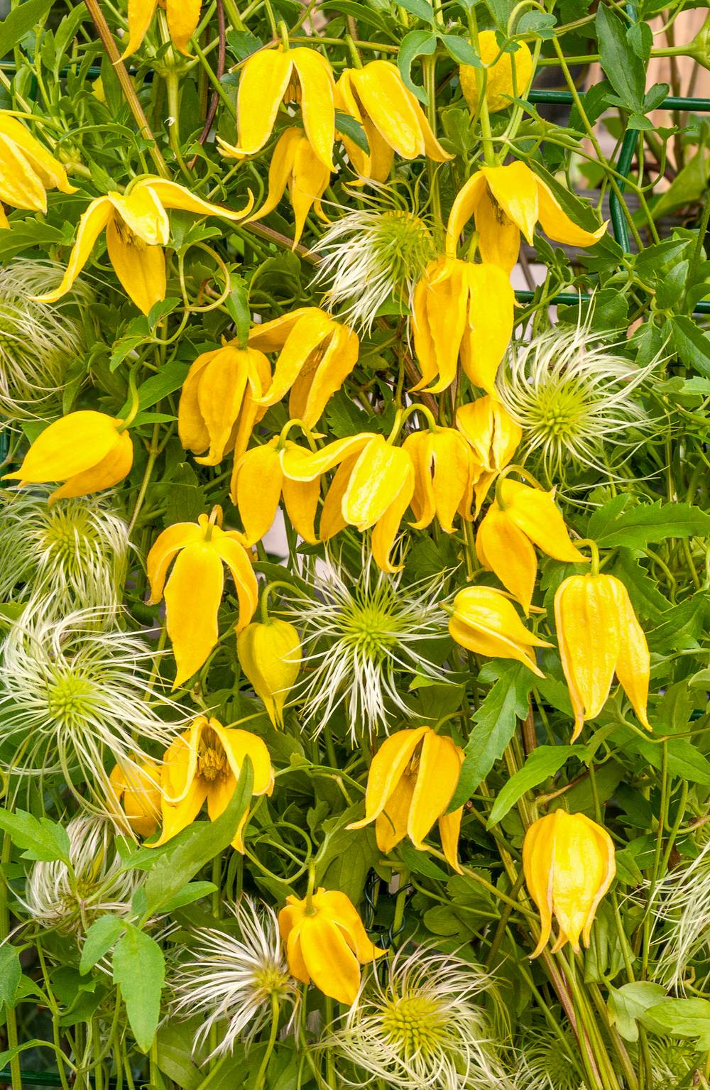 Clématite 'Tangutica' - Clematis