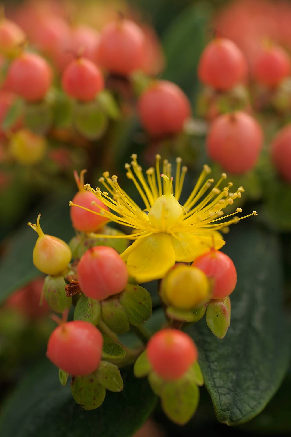 Hypericum inodorum Magical® 'Beauty' - Millepertuis