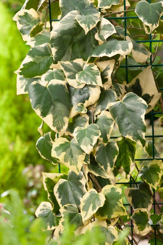 Hedera colchica dentata 'Variegata' - Lierre panaché