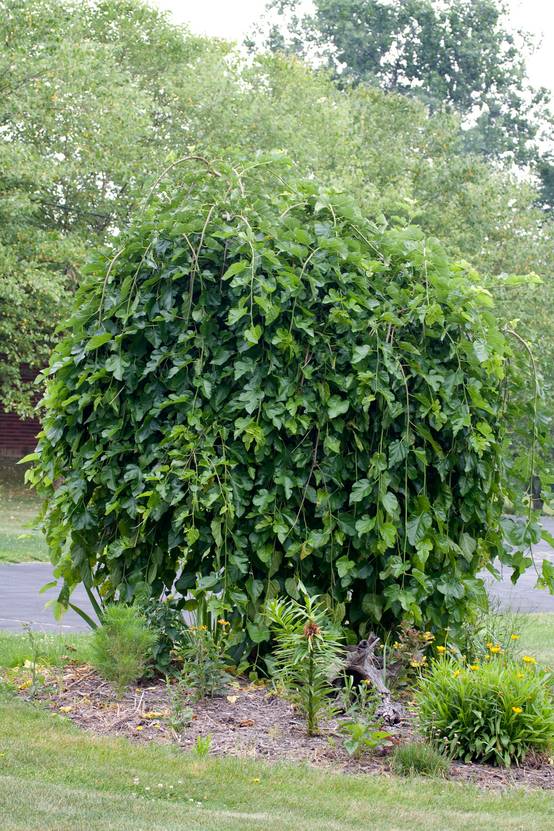 Morus alba 'Pendula' - Mûrier blanc pleureur