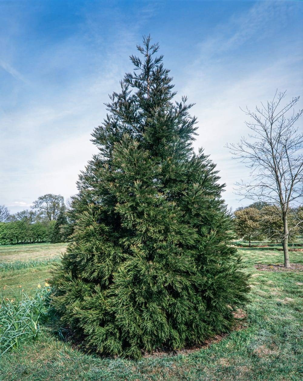 Sequoiadendron giganteum - Séquoia géant