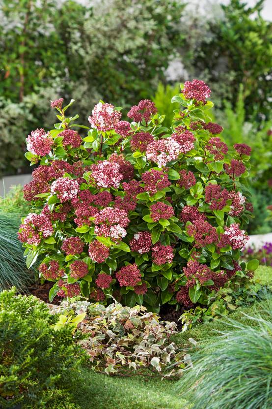 Viburnum tinus 'Lisarose' - Laurier tin