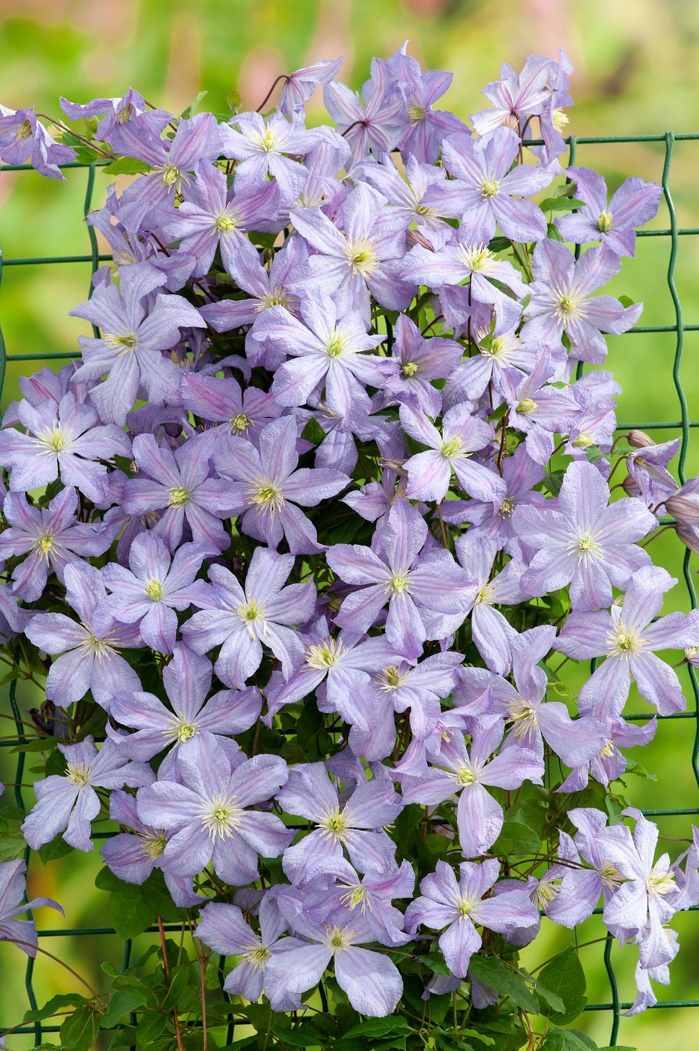 Clématite 'Prince Charles' - Clematis