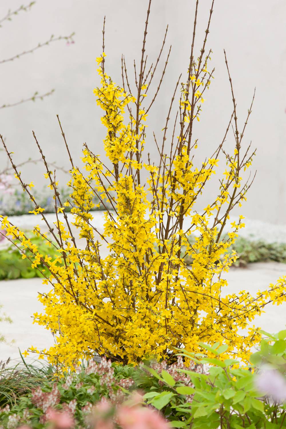 Forsythia intermedia 'Week End'