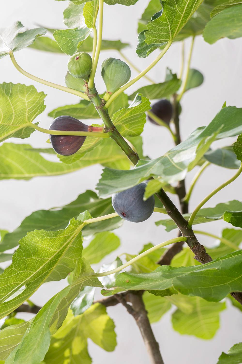 Figuier 'Violette de Sollies'