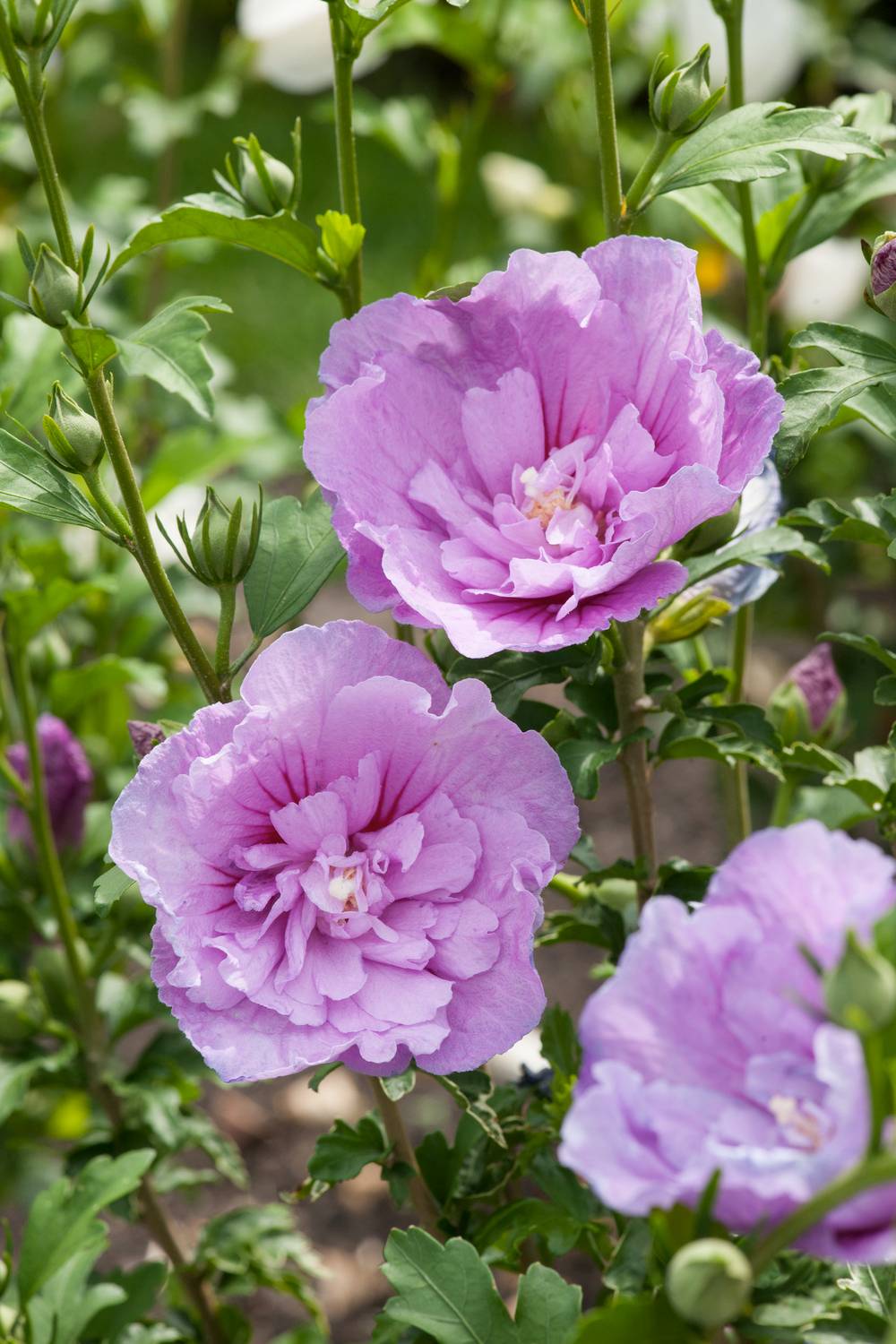 Hibiscus syriacus 'Lavender Chiffon' - Hibiscus de jardin