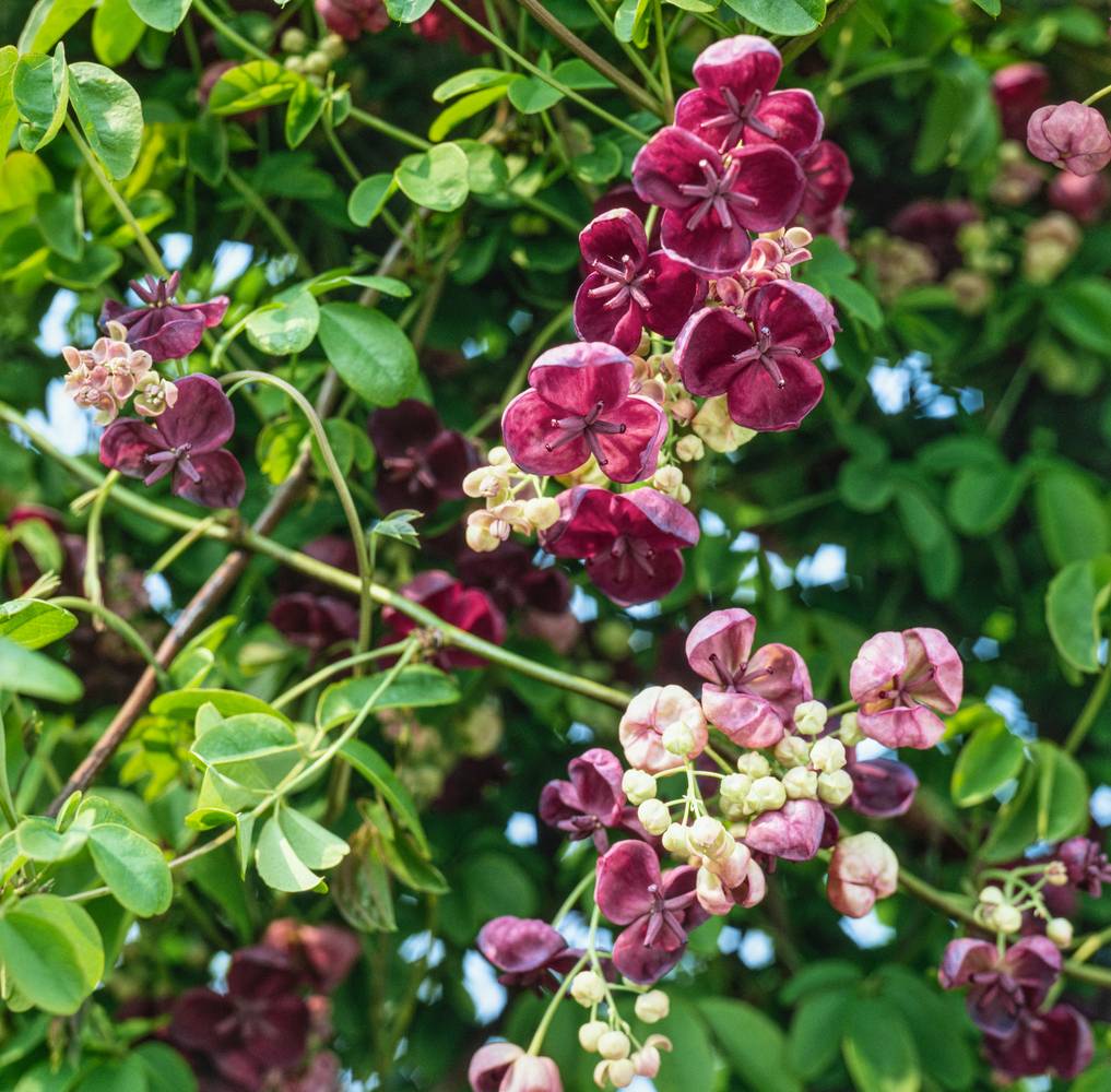 Akebia quinata- Vigne chocolat