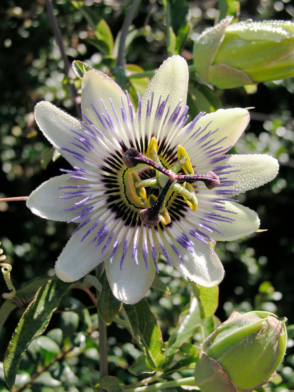 Passiflore caerulea