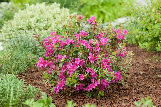 Azalea japonica 'Amoena' - Azalée du Japon