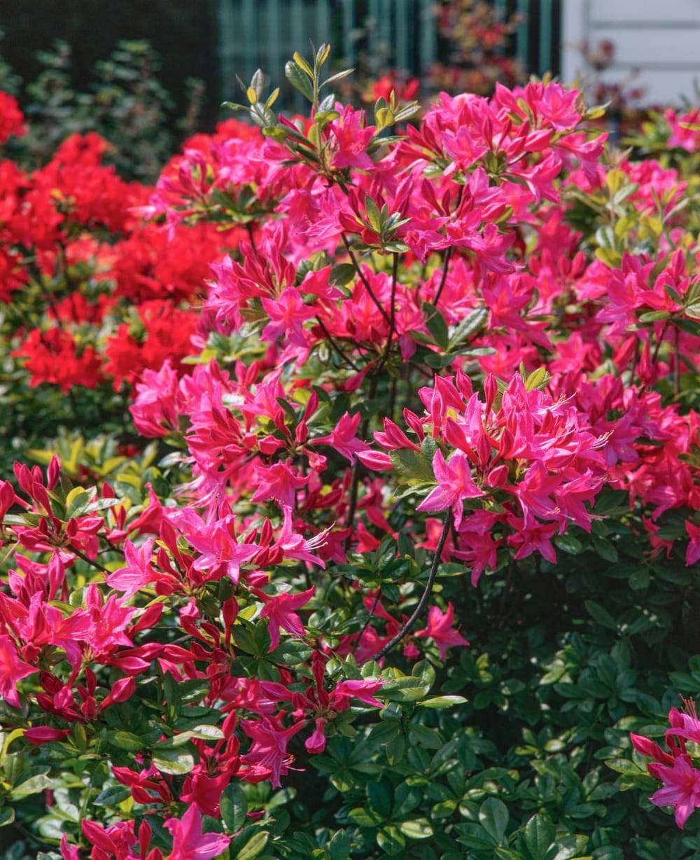 Azalea mollis 'Jolie Madame' - Azalée de Chine