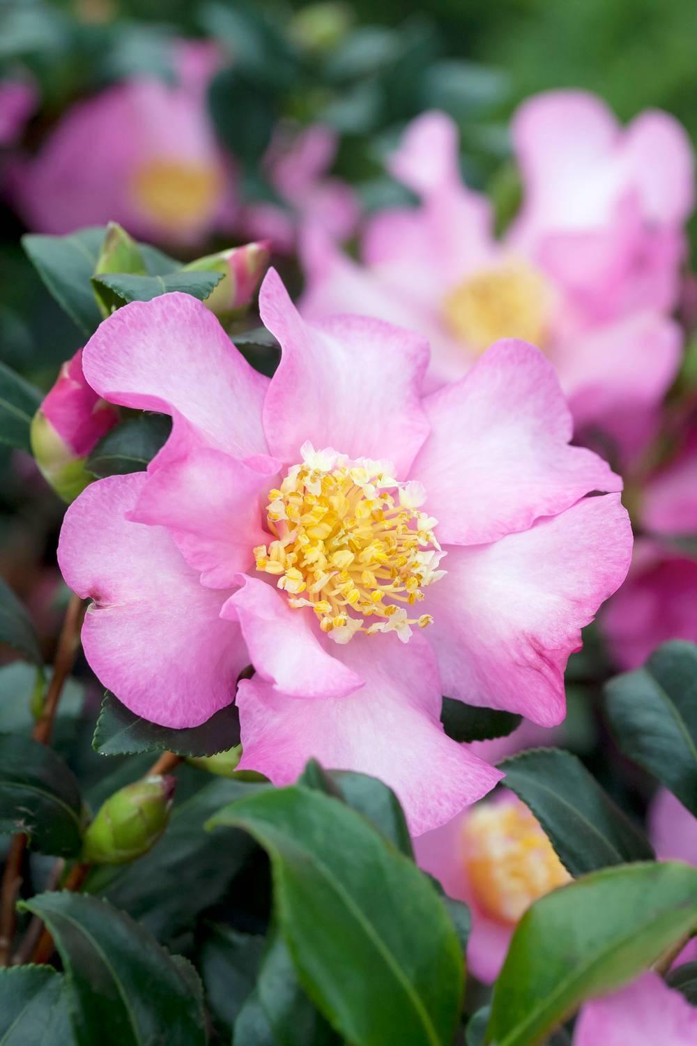 Camellia sasanqua 'Plantation Pink' - Camélia d'automne