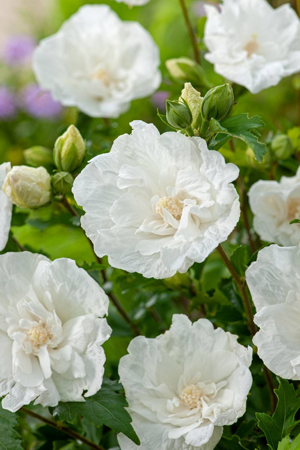 HIBISCUS syriacus 'White Chiffon' 100/125 C15L