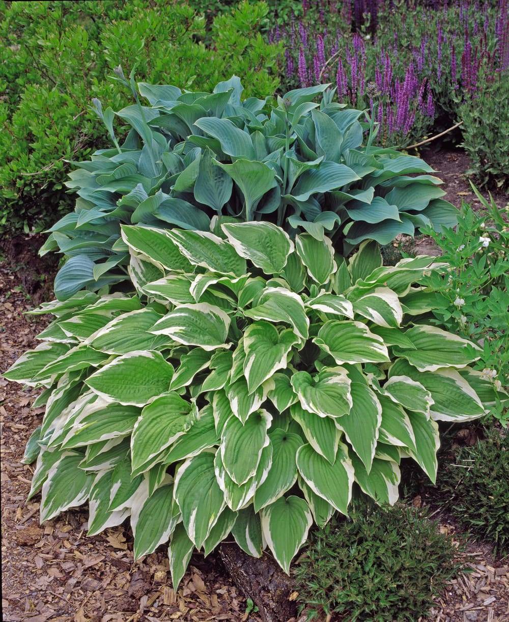 Hosta 'Purple Heart'