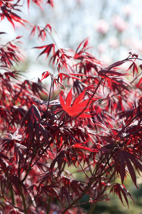Acer palmatum 'Bloodgood' - Érable du Japon
