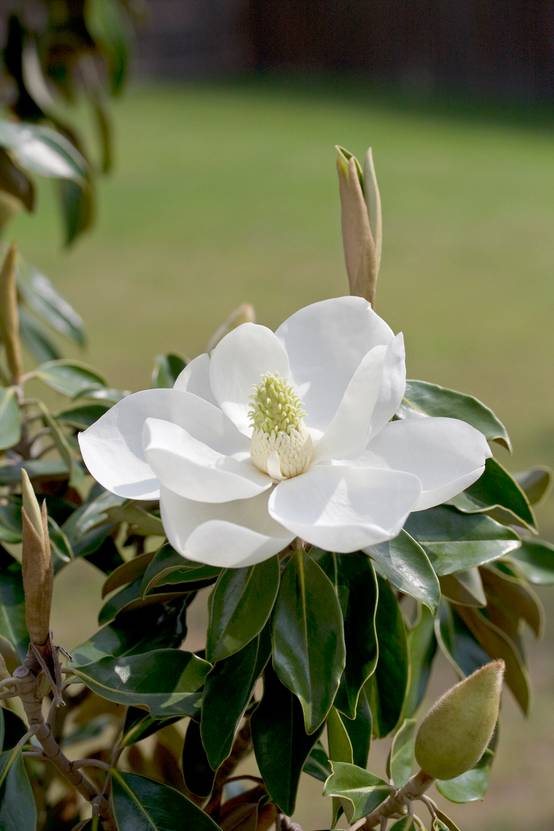 Magnolia grandiflora 'Little Gem'