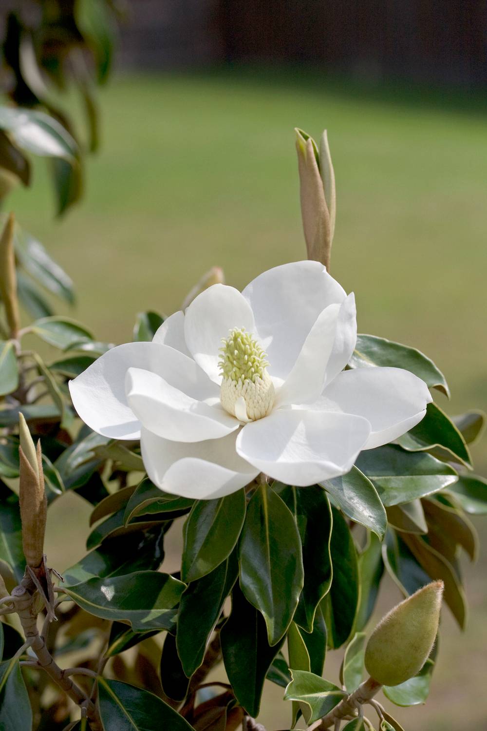 Magnolia grandiflora 'Little Gem'