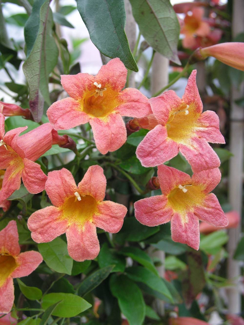 Bignonia capreolata 'Tangerine Beauty' - Bigogne à vrilles