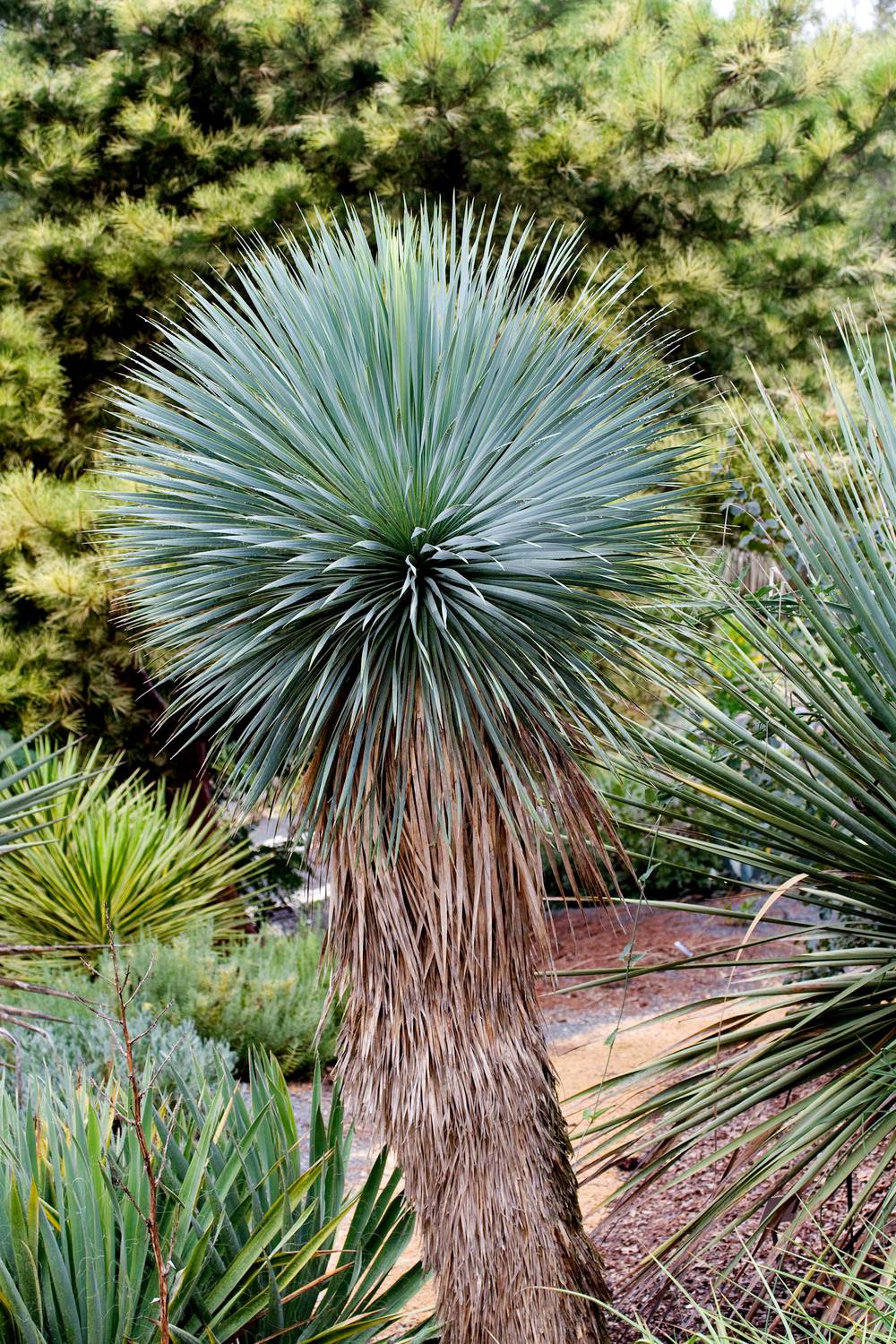 Yucca rostrata