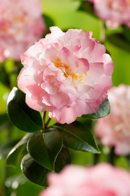 Camellia japonica 'Nuccio's Jewel' - Camélia du Japon