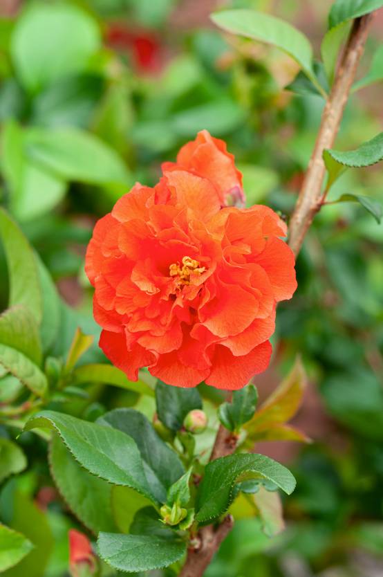 Chaenomeles 'Orange Storm' - Cognassier du Japon