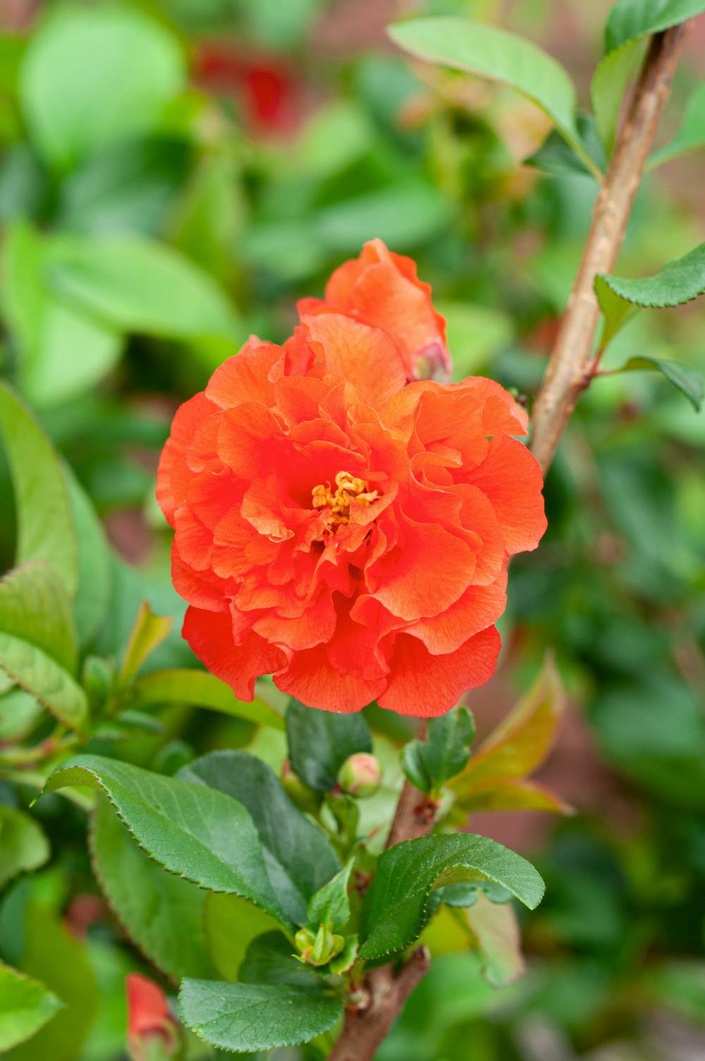 Chaenomeles 'Orange Storm' - Cognassier du Japon