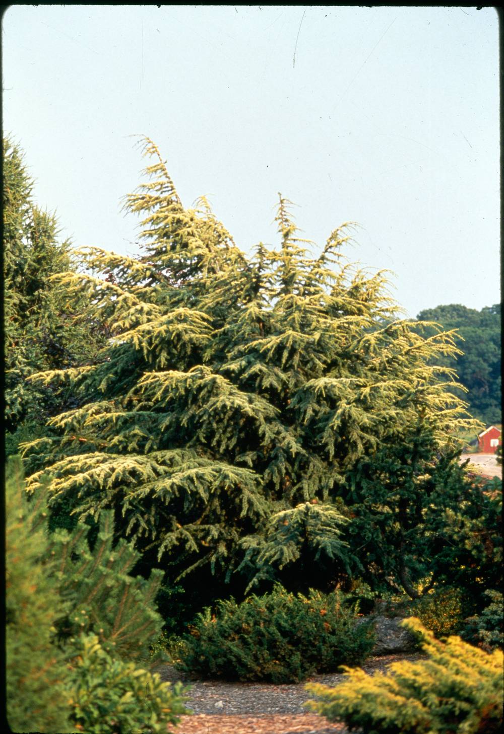 Cedrus atlantica - Cèdre de l'Atlas