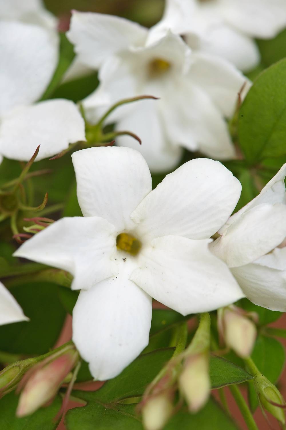 Jasmin d'été officinal