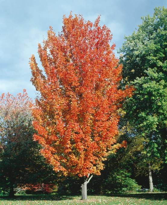 Acer 'Pacific Sunset' - Érable 'Pacific Sunset'