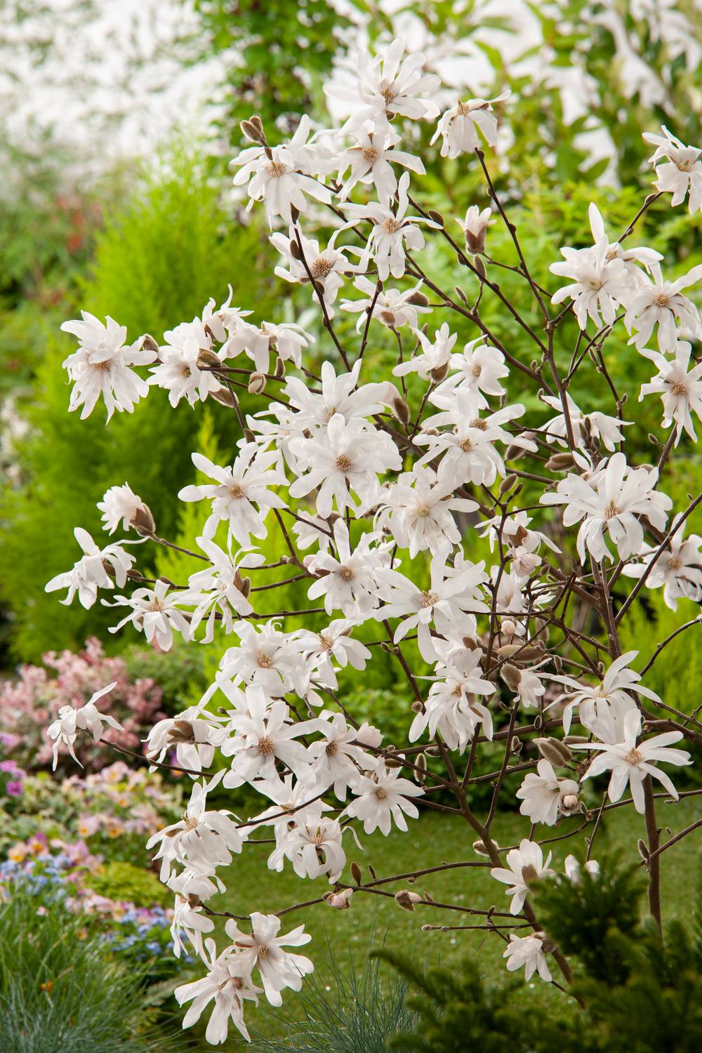 Magnolia stellata