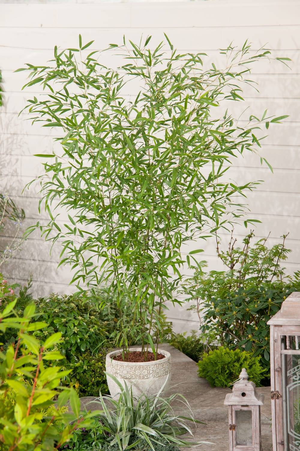 Phyllostachys humilis - Bambou