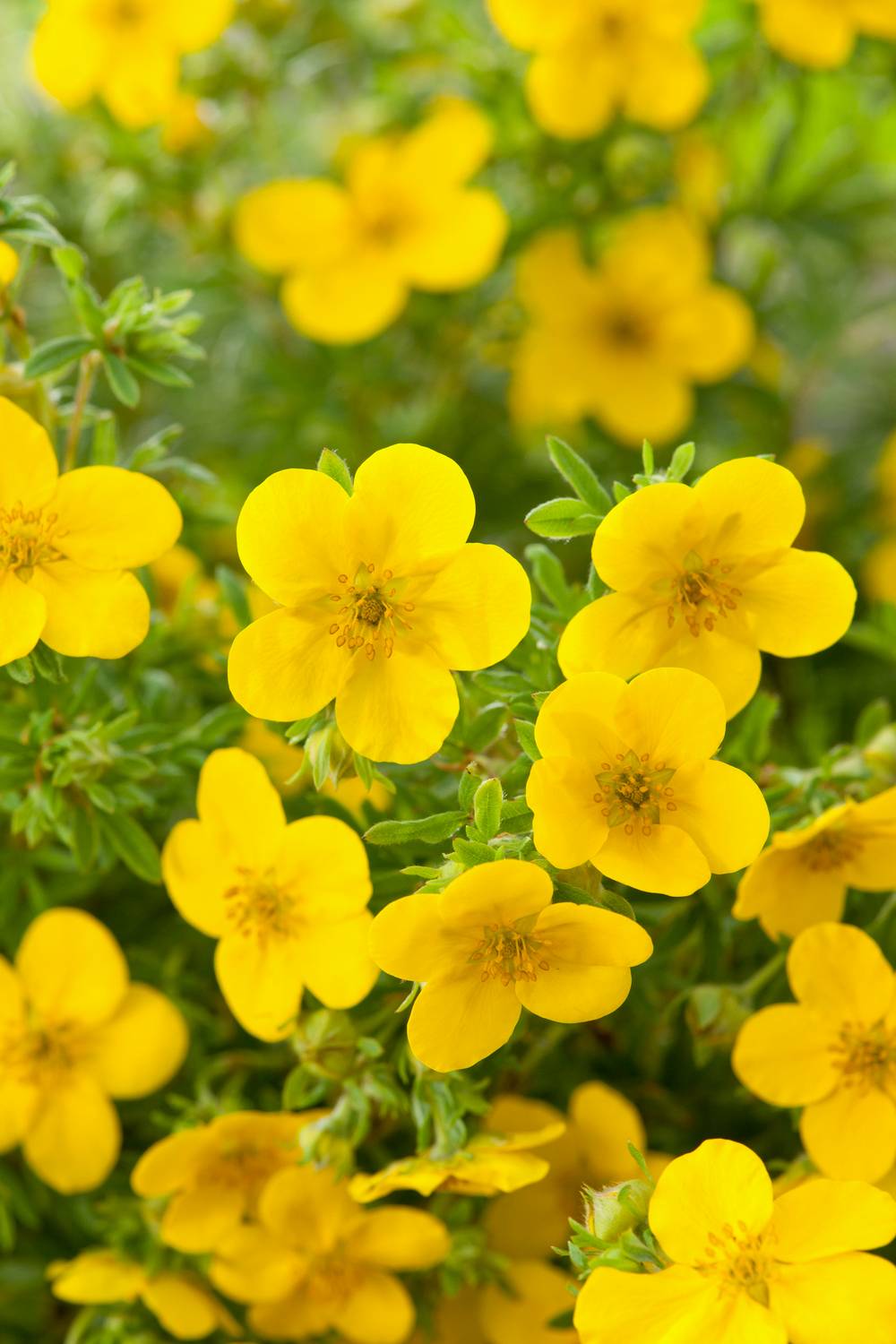 Potentilla fruticosa 'Goldfinger' - Potentille arbustive