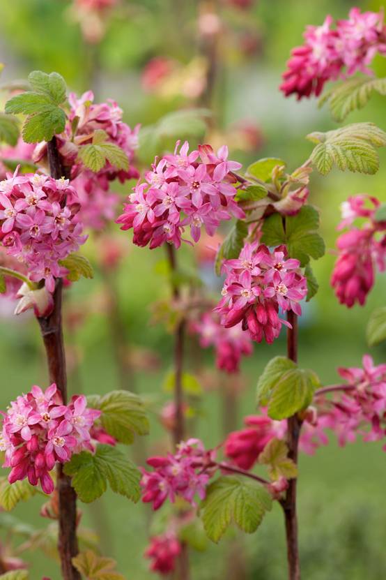 Ribes sanguineum 'King Edward VII' - Groseillier à fleurs