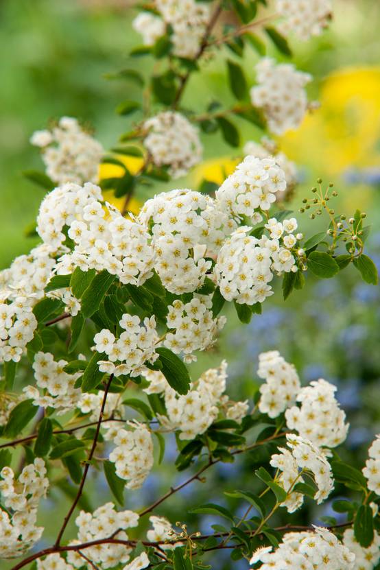 Spiraea vanhouttei - Spirée