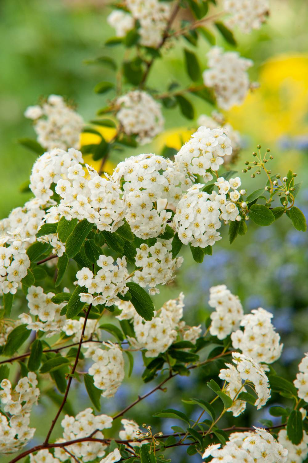 Spiraea vanhouttei - Spirée