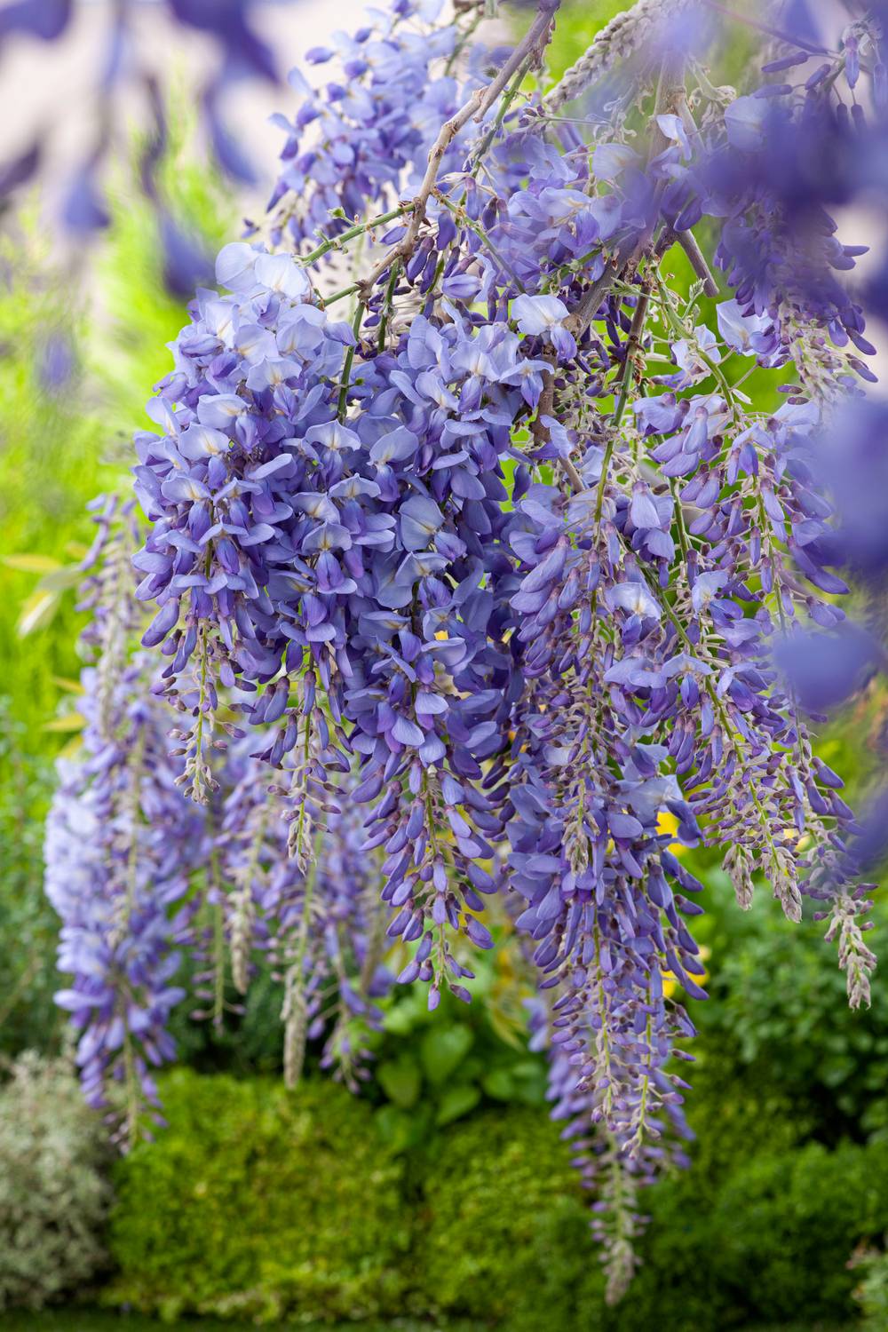 Glycine de Chine bleue