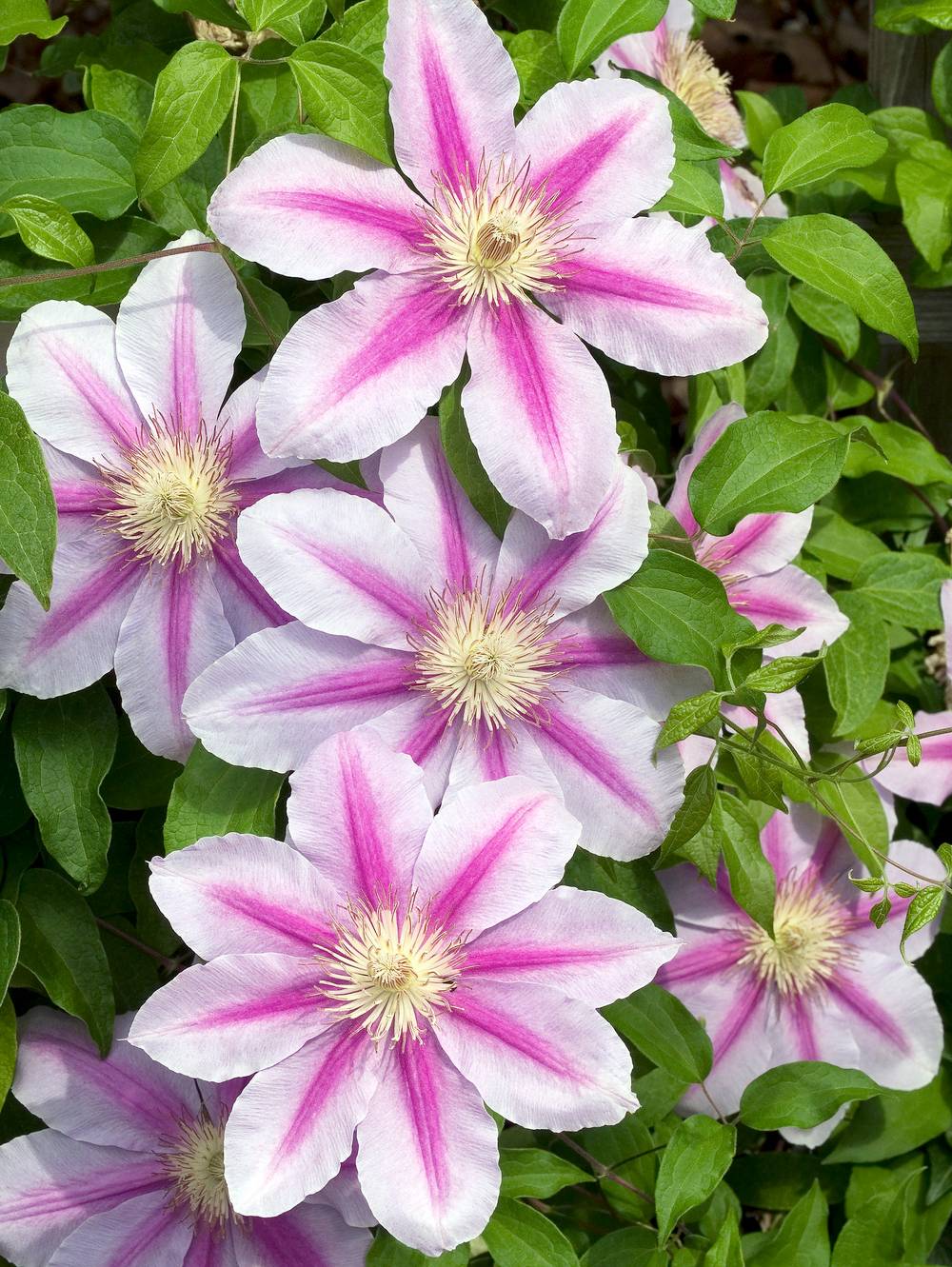 Clématite 'Bees Jubilee' - Clematis