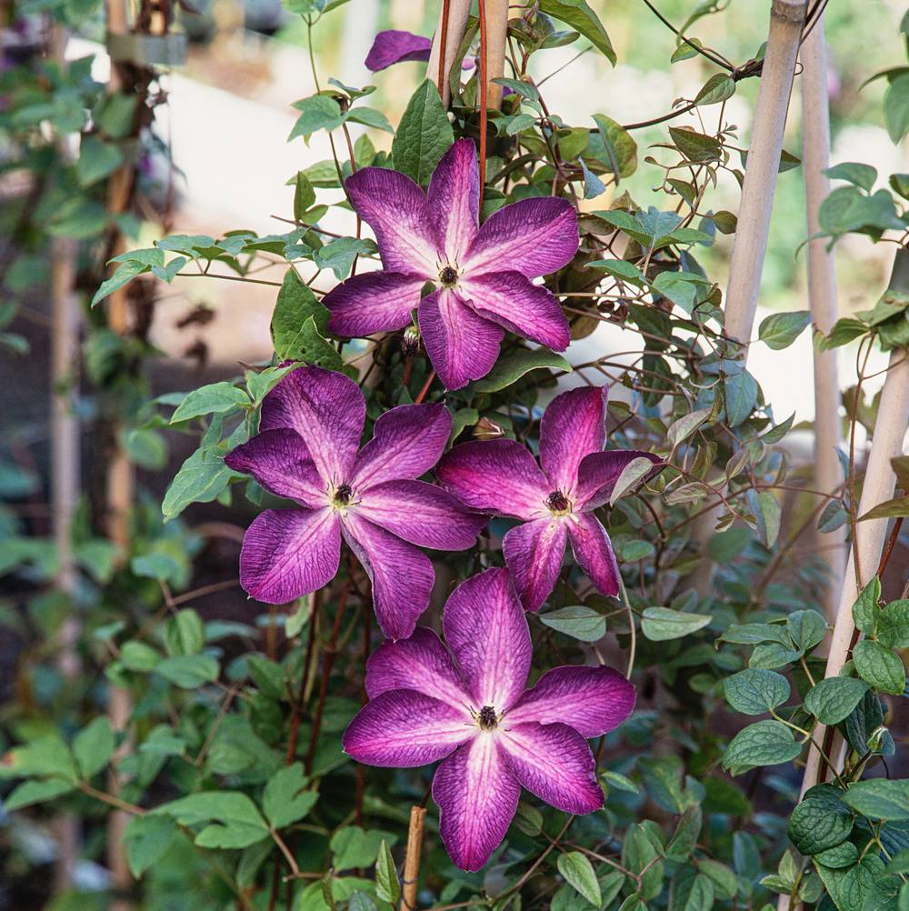Clématite 'Venosa Violacea' - Clematis