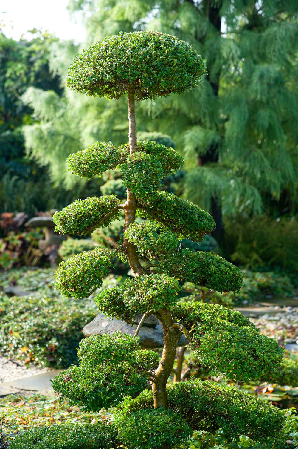 Ilex crenata - Houx