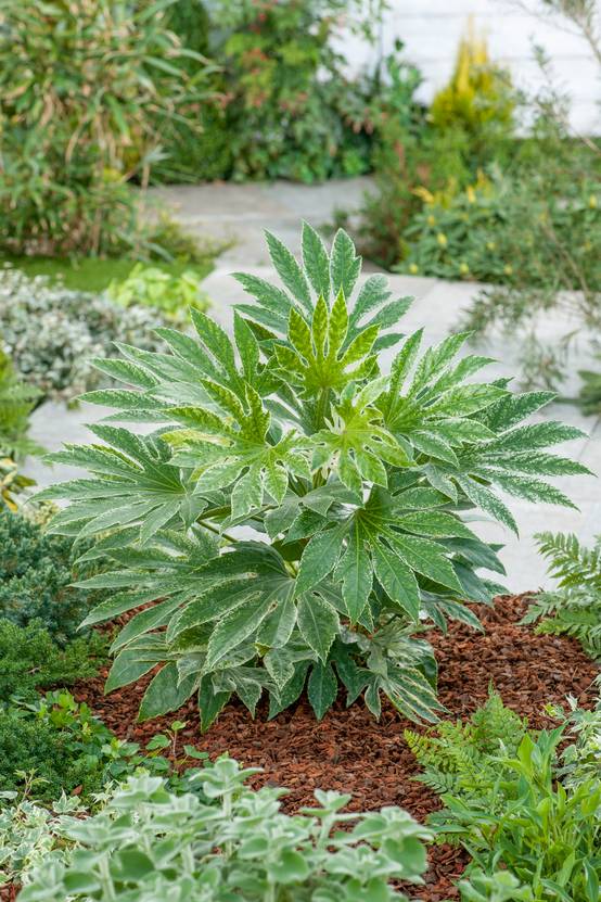 Fatsia japonica 'Spider's web' - Aralia du Japon
