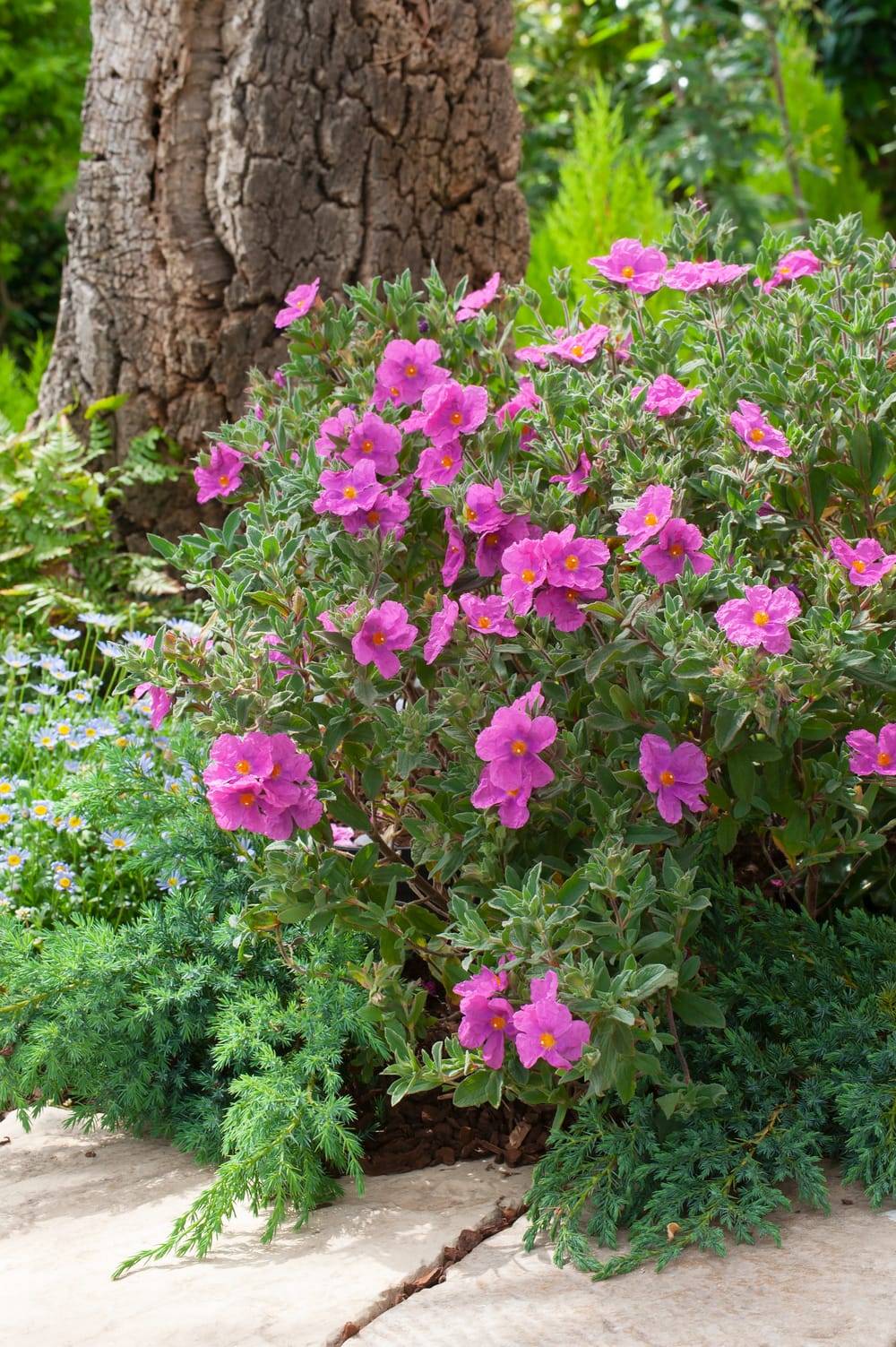 Cistus pulverulentus