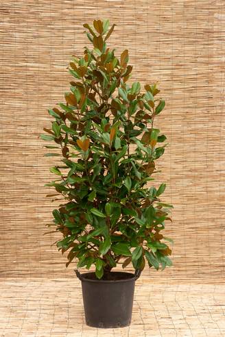 Magnolia grandiflora 'Galissonniere'