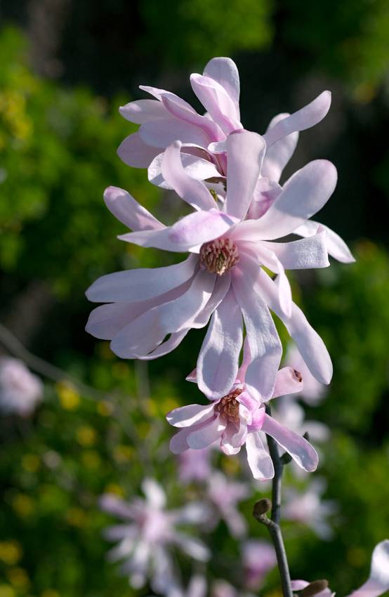 MAGNOLIA loebneri 'Leonard Messel' 40/60 C5L