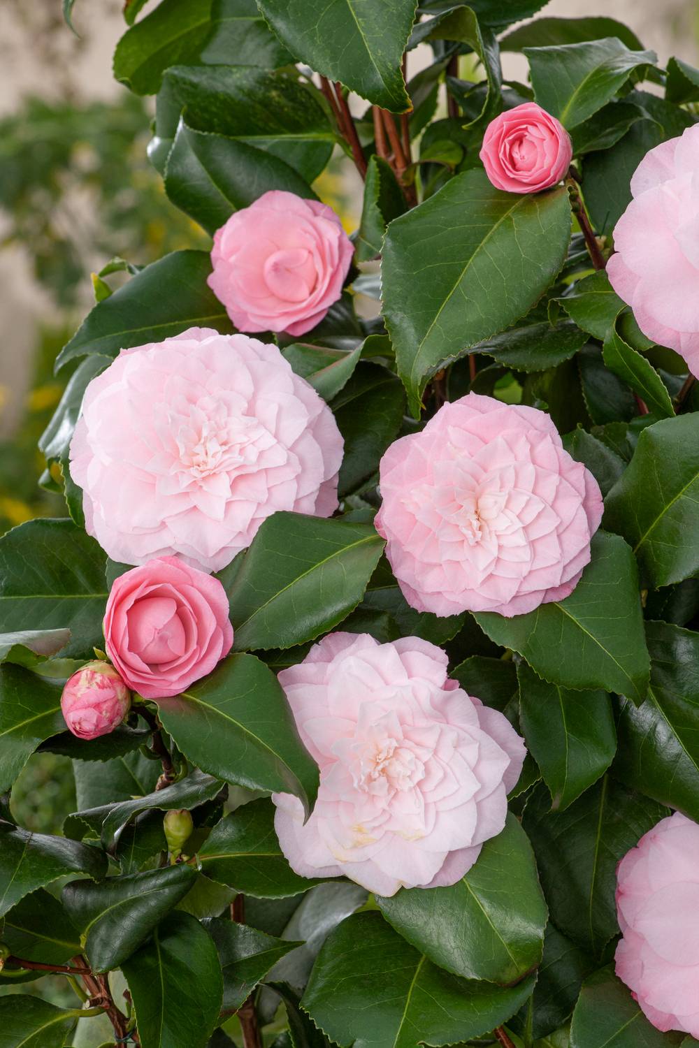 Camellia japonica 'Nuccio's Pearl' - Camélia du Japon